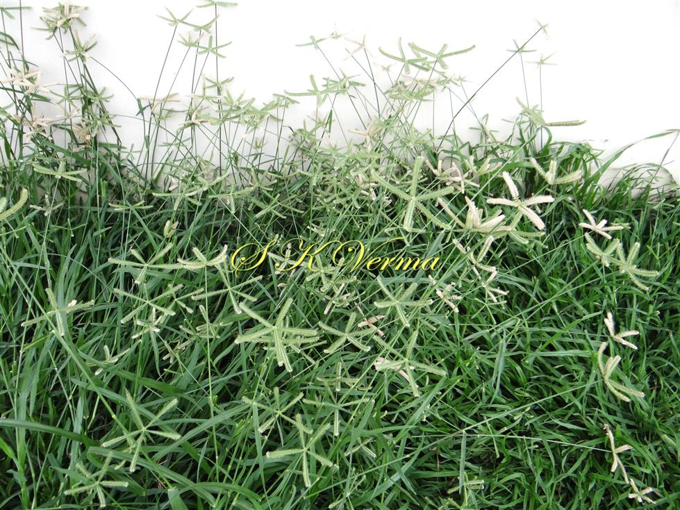  Plants